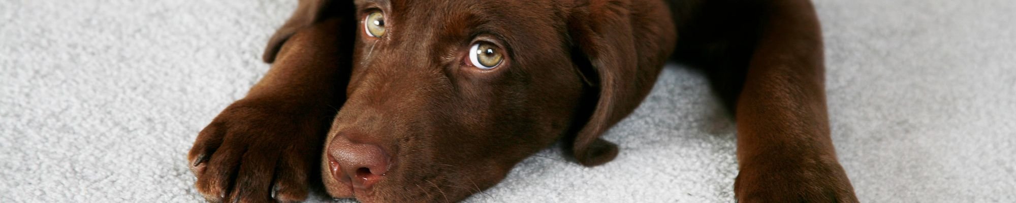 Relaxed cute puppy on a carpet flooring