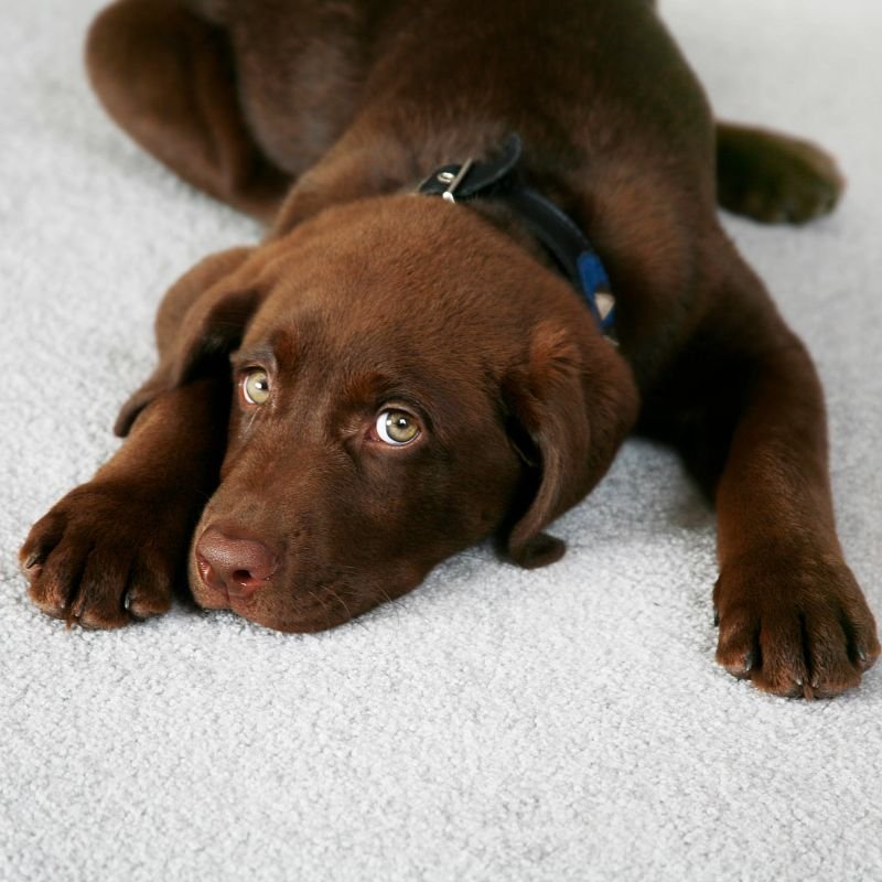Relaxed cute puppy on a carpet flooring