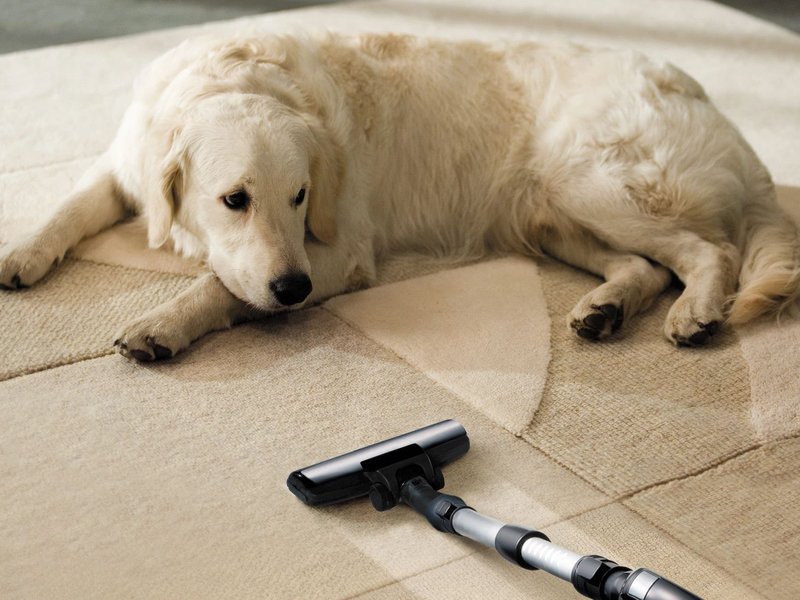 Vacuum and dog on a floor from Expressway Carpet in Mobile, AL