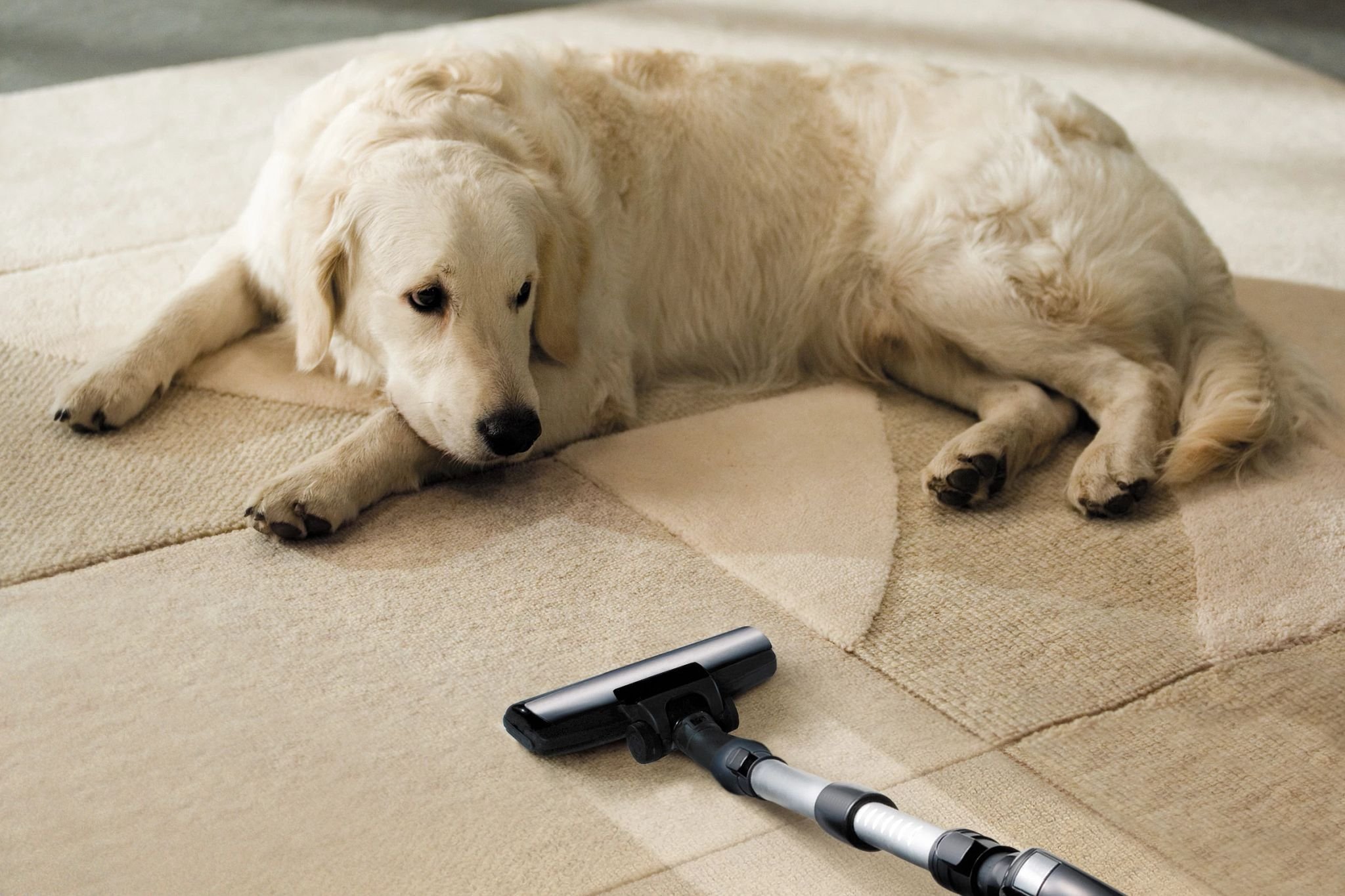 Vacuum and dog on a floor from Expressway Carpet in Mobile, AL